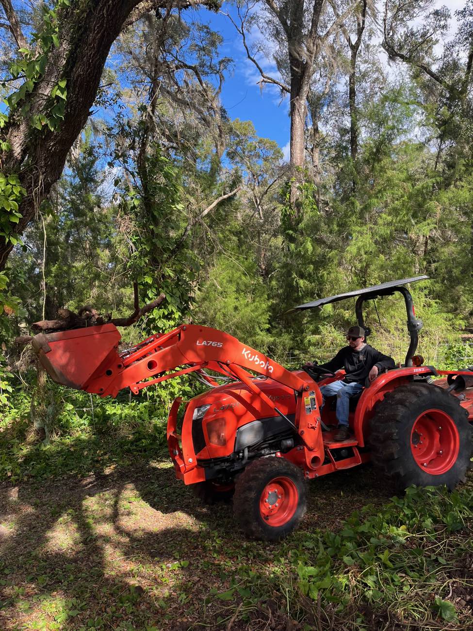 Kubota loader clearing brush under live oaks