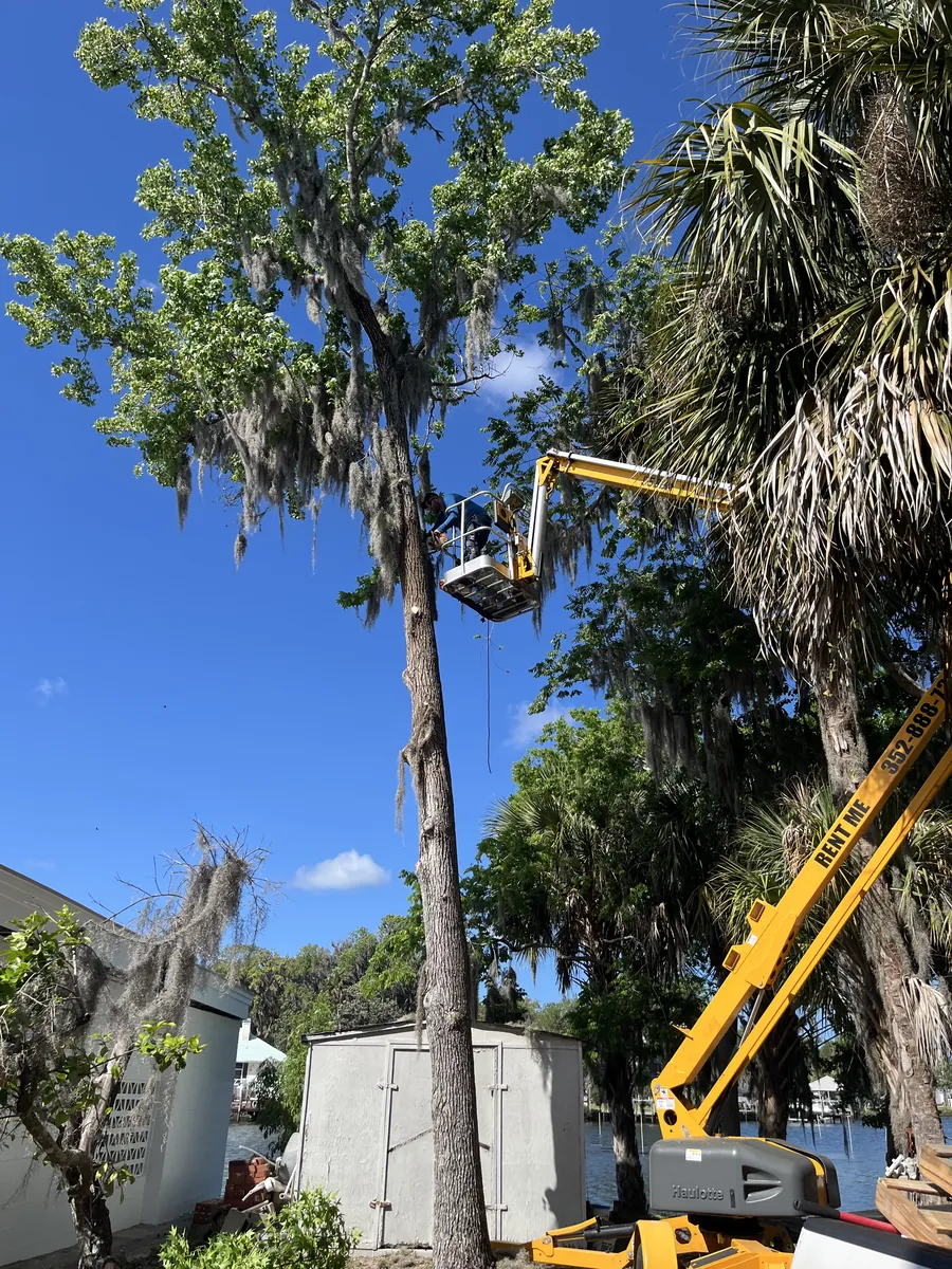 Ton's Ag crew doing tree work on a lakefront Inverness property